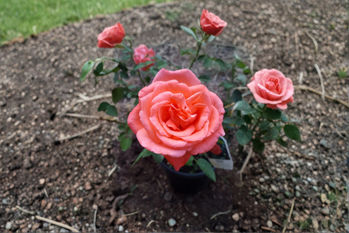 Tropicana Hybrid Tea Rose 3 Gal Live Bush – Bright Orange Flowering Shrub Rosa spp. for Garden Landscape