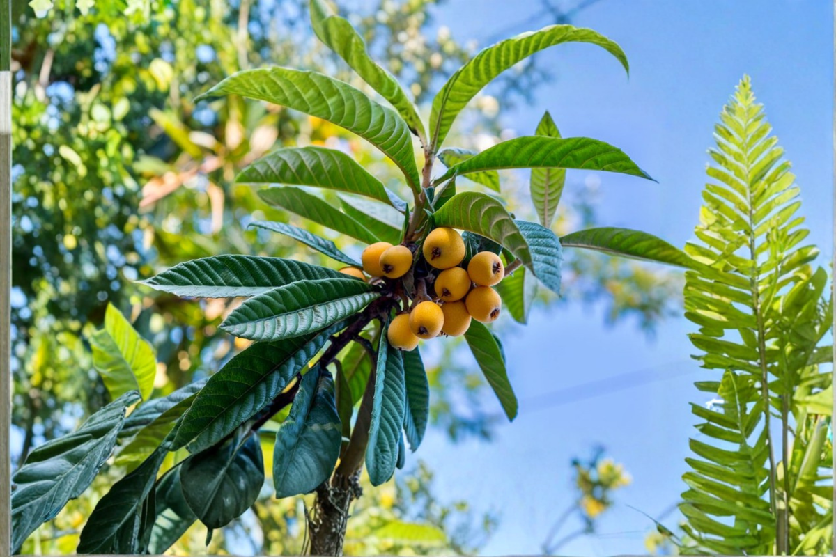 Live Loquat Tree - Up to 4ft Tall, Evergreen Fruit Tree, Eriobotrya japonica, Fast Growing, Ornamental & Edible Landscape