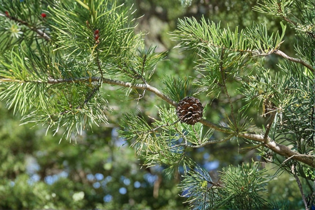 Virginia Pine Live Plant 1 Gallon Pot – Pinus virginiana Native Evergreen Tree for Landscaping & Yard Use
