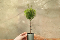 Myrtus communis Topiary Live Plant - Indoor Bonsai Tree, Rooted Starter, Decorative Green Foliage