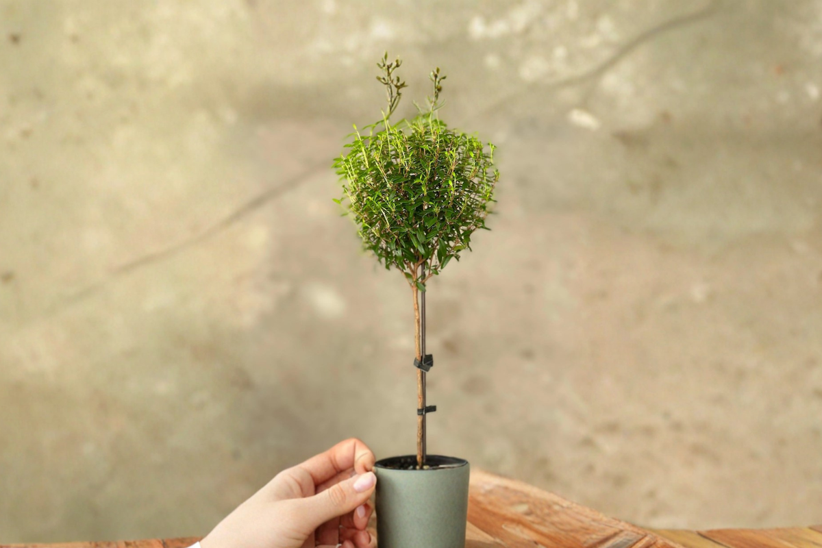 Myrtus communis Topiary Live Plant - Indoor Bonsai Tree, Rooted Starter, Decorative Green Foliage
