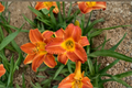 Bright Sunset Daylily Bare Root Plants – Orange-Red Flowers, Perennial, Easy Care, Garden Border, Hemerocallis