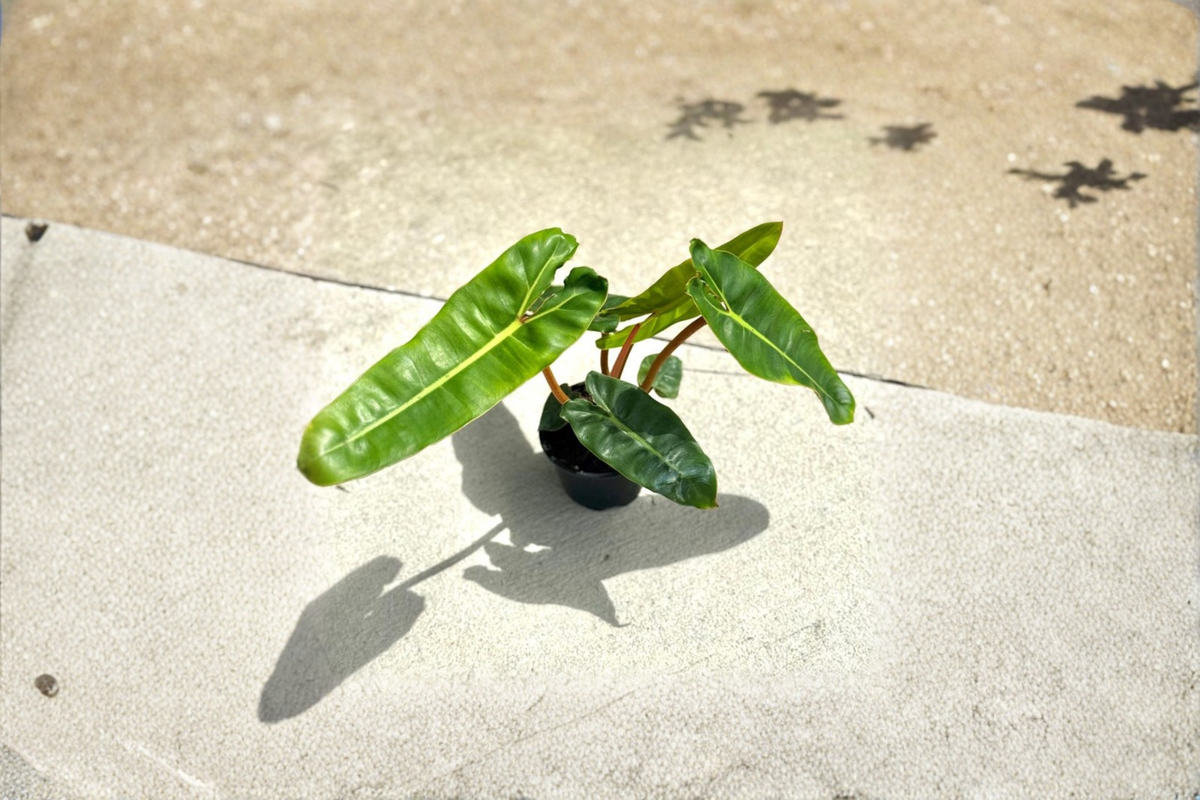 Philodendron Billietiae Live Plant in 4 Inch Pot, Orange Stem Tropical Houseplant, Rare Indoor Foliage Decor