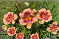 Daylily ‘Joe Marinello’ Bare Root Plants – Red Perennial Hemerocallis for Summer Garden Flowers