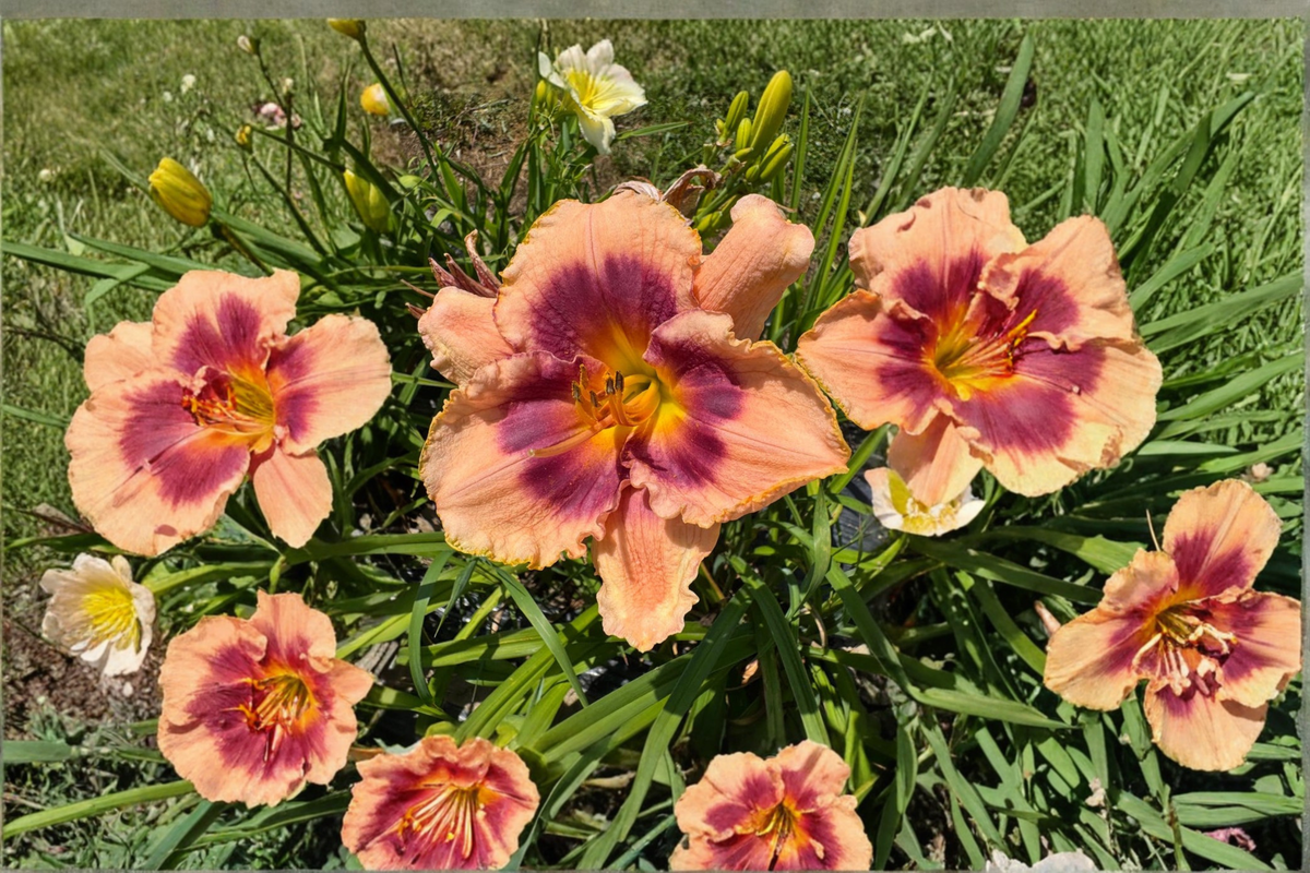 Daylily ‘Joe Marinello’ Bare Root Plants – Red Perennial Hemerocallis for Summer Garden Flowers
