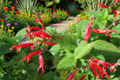 Organic Pineapple Sage Live Plant – 3 Inch Pot – Salvia elegans Herb for Pollinator Gardens & Containers