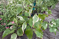 Summer Games Kousa Dogwood Live Plant – 12 Inch Grafted Ornamental Flowering Tree Cornus kousa