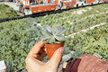 Ghost Echeveria Succulent Plant 3 Inch Pot, Echeveria Lilacina, Indoor Rosette, Lavender Foliage, Rooted, Decorative Plant