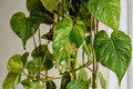 Variegated Giant Golden Pothos Live Rooted Plant in 2.5 Inch Pot, Epipremnum aureum, Indoor Houseplant, Climbing Foliage, Tropical Plant