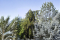 Weeping Norway Spruce Live Plant in 1-Gallon Pot, Picea abies ‘Aarburg’, Cascading Evergreen Conifer for Garden Landscape