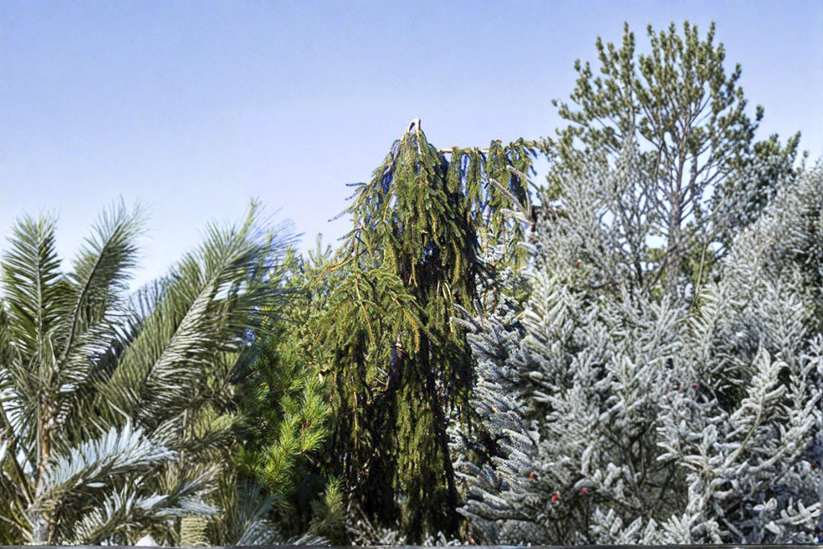 Weeping Norway Spruce Live Plant in 1-Gallon Pot, Picea abies ‘Aarburg’, Cascading Evergreen Conifer for Garden Landscape