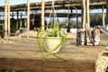 Bonnie Spider Plant Live Trailing Houseplant in 4.5-Inch Pot Chlorophytum comosum ‘Bonnie’