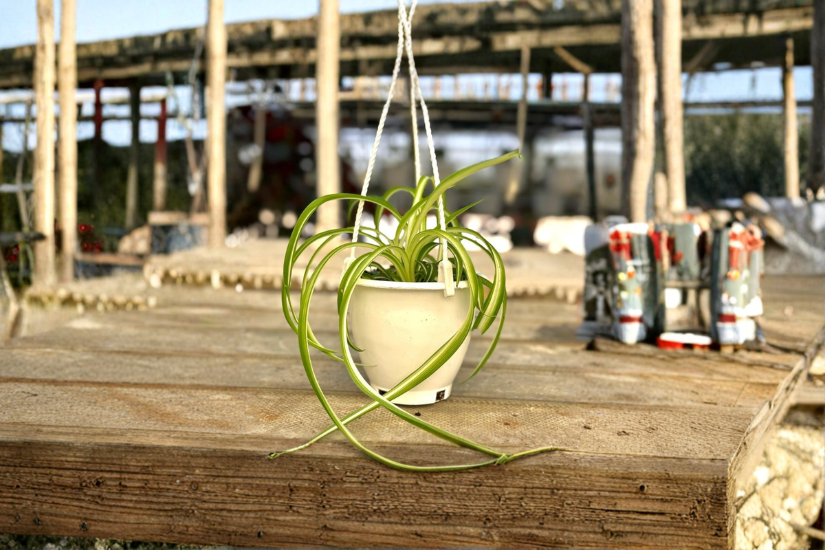 Bonnie Spider Plant Live Trailing Houseplant in 4.5-Inch Pot Chlorophytum comosum ‘Bonnie’
