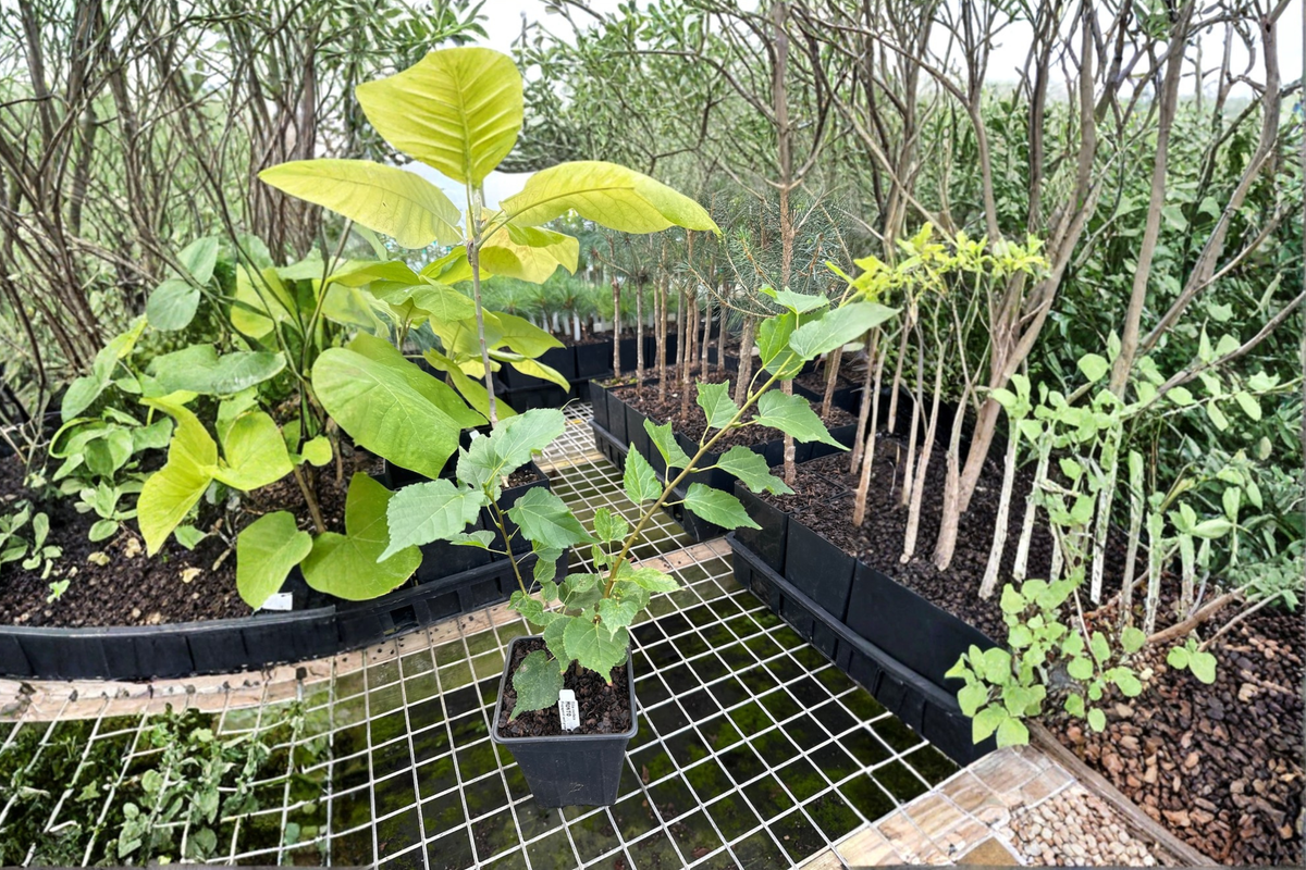 Dwarf Littleleaf Linden Live Plant 8 Inch Pot Tilia cordata ‘Monto’ Compact Deciduous Tree