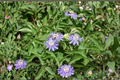 Passiflora caerulea Blue Passionflower Vine Live Plant 5 Inch Starter in 2.5 Inch Pot, Climbing Ornamental Flowering Plant