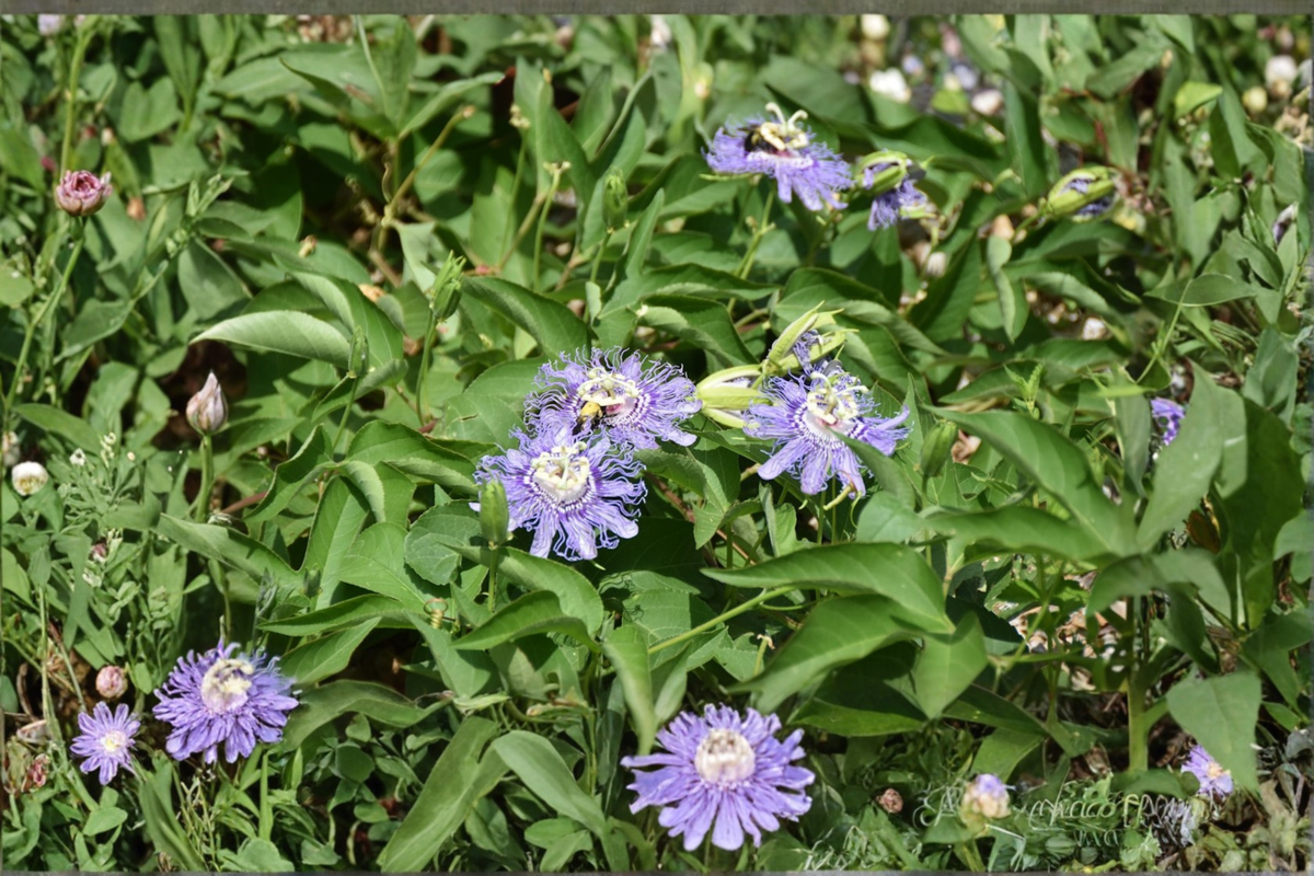 Passiflora caerulea Blue Passionflower Vine Live Plant 5 Inch Starter in 2.5 Inch Pot, Climbing Ornamental Flowering Plant
