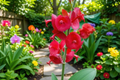 Red Mandarin Hat Live Starter Plant – Holmskioldia sanguinea – Ornamental Vine-Like Shrub with Red Blooms