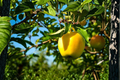 Dorsett Golden Apple Tree Grafted Live Fruit Tree Self-Pollinating for Home Orchard and Backyard Garden