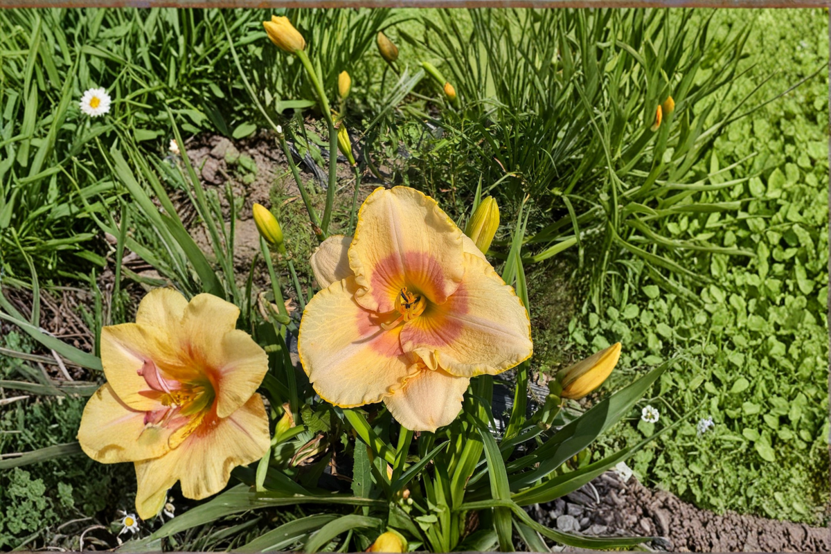 Daylily ‘Summer Blush’ Bare Root Plants – Pink Perennial Flowering Hemerocallis for Summer Garden
