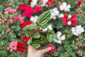 Peperomia Ecuador Live Plant | Watermelon Variegated Indoor Houseplant | Rare Tropical Foliage | Peperomia sp.