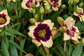 Blackthorne Daylily Bare Root Plants - Purple & Yellow Flowers, Perennial Hemerocallis, Easy Care Garden Border Plants (Set of 3)