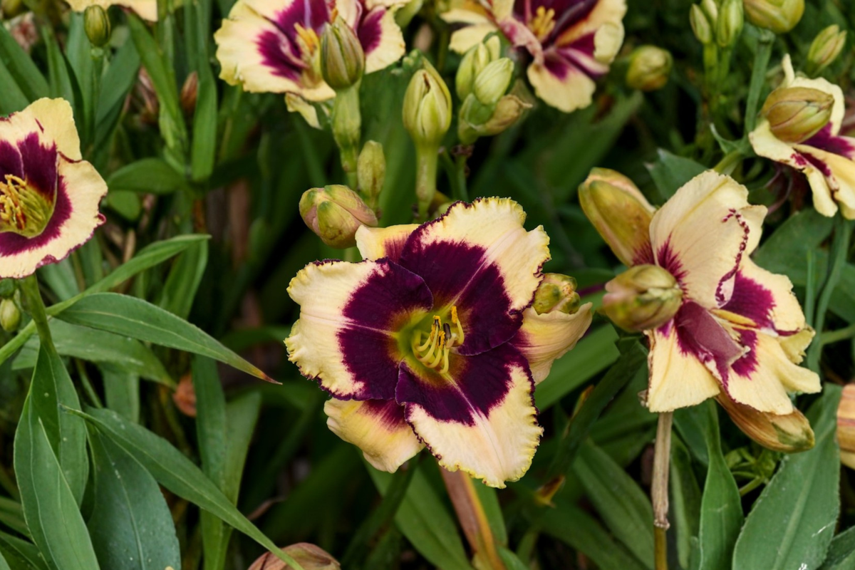 Blackthorne Daylily Bare Root Plants - Purple & Yellow Flowers, Perennial Hemerocallis, Easy Care Garden Border Plants (Set of 3)