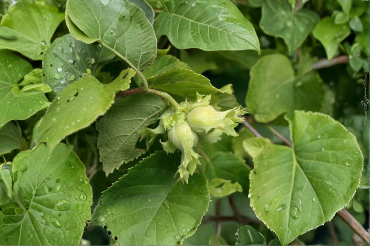 American Hazelnut Live Plant – Corylus americana, 3 Gallon Pot, Nut-Producing Shrub for Garden, Landscape, Hedge