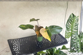 Philodendron Orange Princess Live Plant – Variegated Marble Foliage, 4 Inch Pot, Tropical Houseplant, Rare Indoor Decor