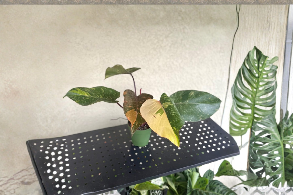 Philodendron Orange Princess Live Plant – Variegated Marble Foliage, 4 Inch Pot, Tropical Houseplant, Rare Indoor Decor
