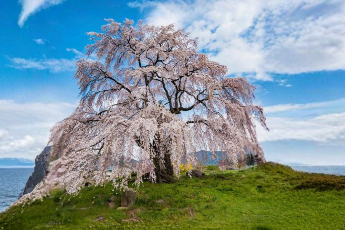 White Snow Fountain Weeping Cherry Tree Seeds – Ornamental Flowering Tree, Prunus hybrid, 5 Seeds