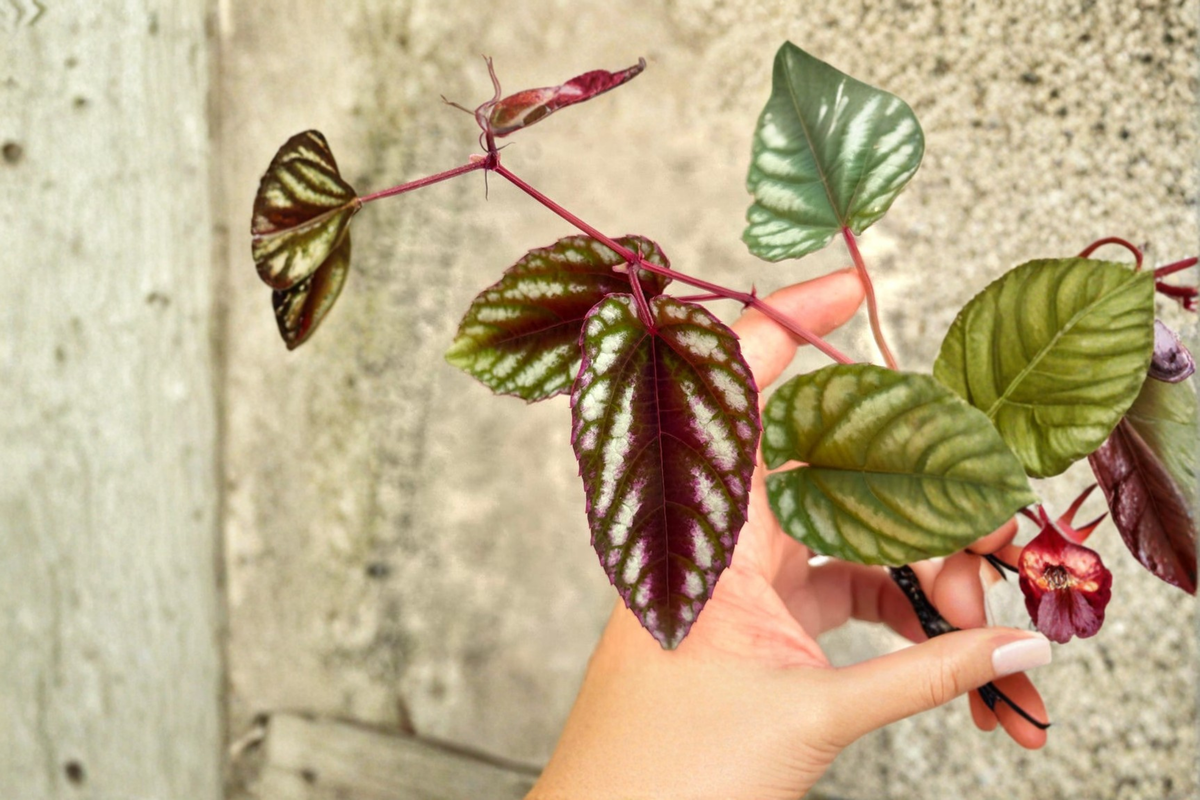 Cissus Discolor Live Plant, Rex Begonia Vine, Tropical Houseplant, 2-Inch Pot, Climbing Foliage, Indoor Tropical Plant