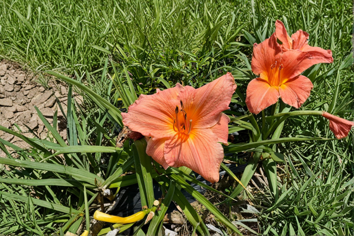 Daylily ‘Frank Gladney’ Bare Root Plants – Orange Red Perennial Hemerocallis for Summer Garden Flowers