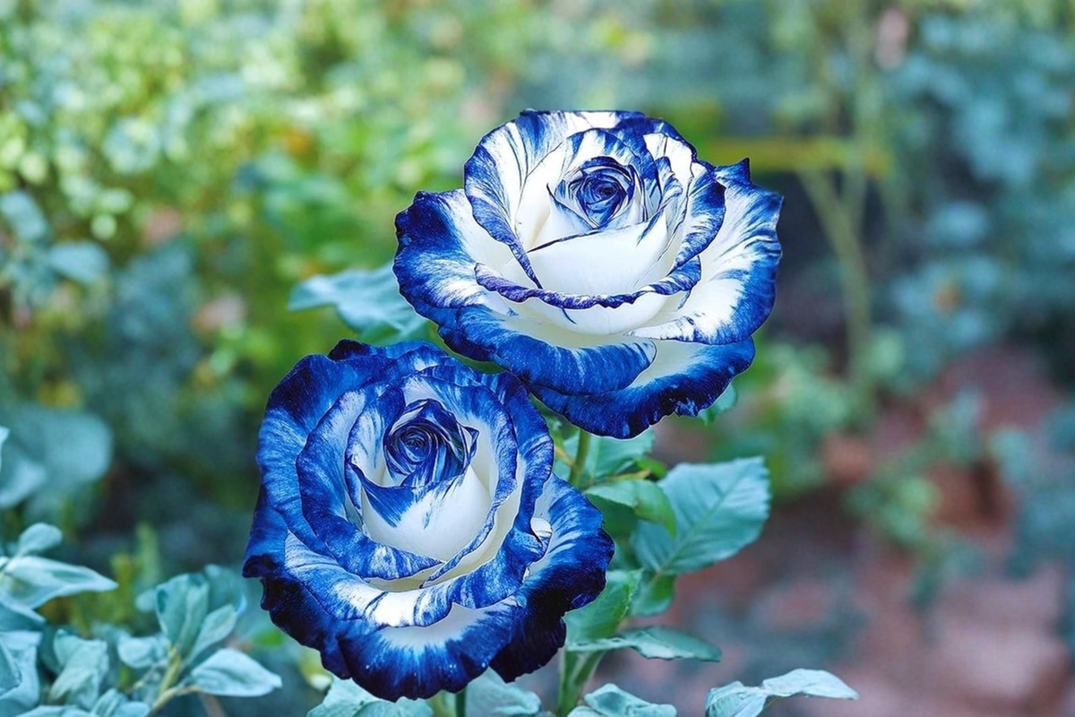 English Blue White Rose Seeds 10 Pack - Rare Rosa Hybrid Flowering Shrub for Garden & Patio