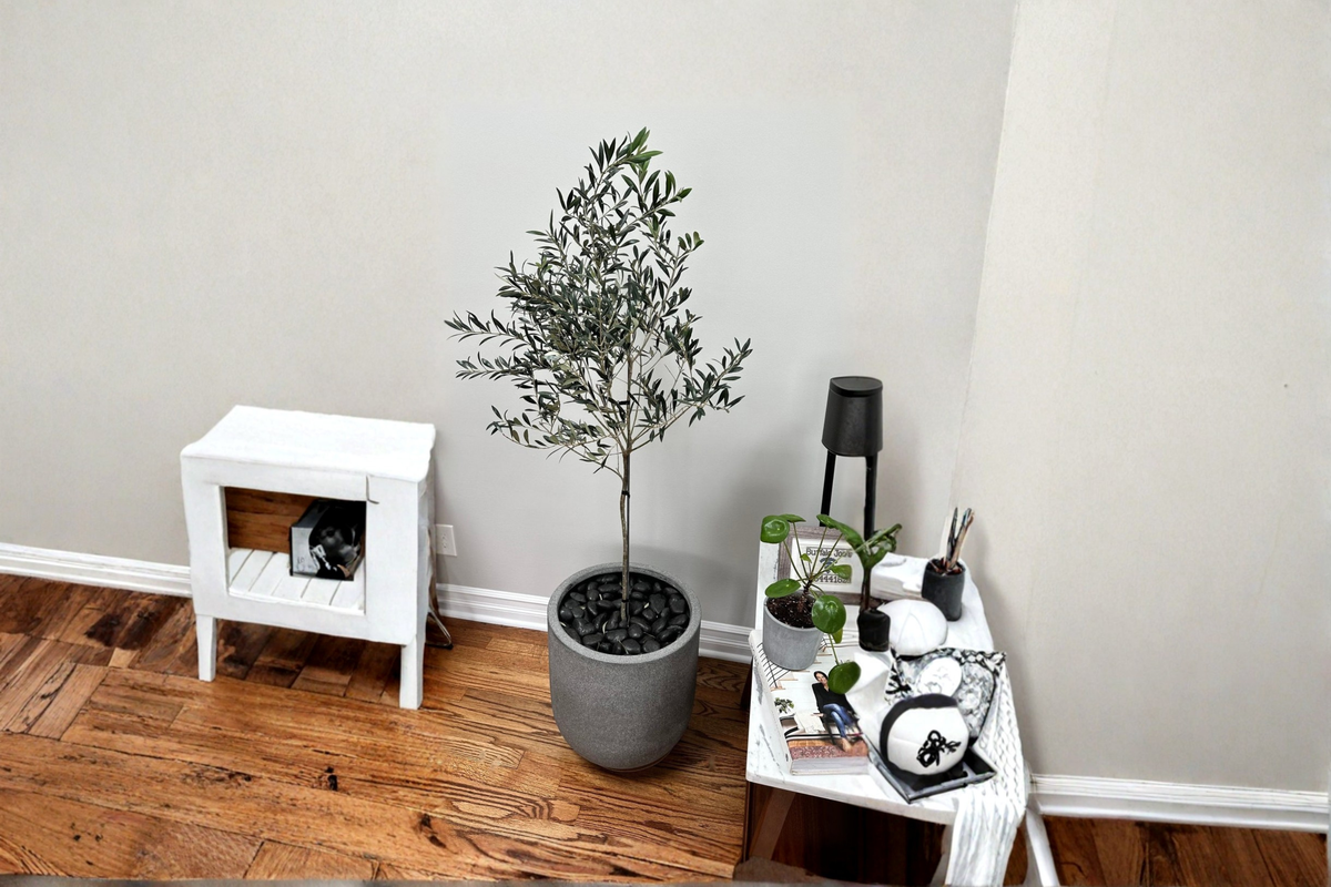 Arbequina Olive Tree Live Plant – Tall Evergreen Fruit Tree for Garden, Patio, Orchard – Olea europaea 'Arbequina'