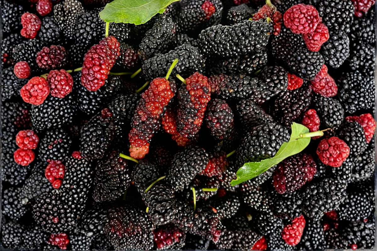 Dwarf Everbearing Mulberry Live Plants – 2 Starter Plants – Morus spp. – Compact Fruit Tree for Edible Gardens & Containers