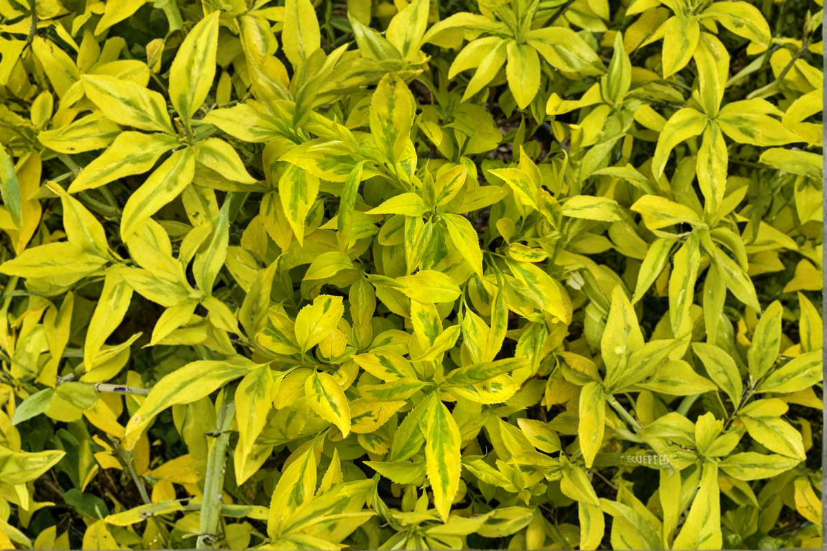 Evergold Variegated Forsythia Live Plant 1 Gallon Pot - Yellow Spring Flowers, Green Gold Foliage, Deciduous Shrub