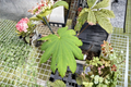 Japanese Maple ‘Attaryi’ Live Plant, 1 Gallon Pot, Red Foliage, Acer japonicum, Ornamental Garden Tree