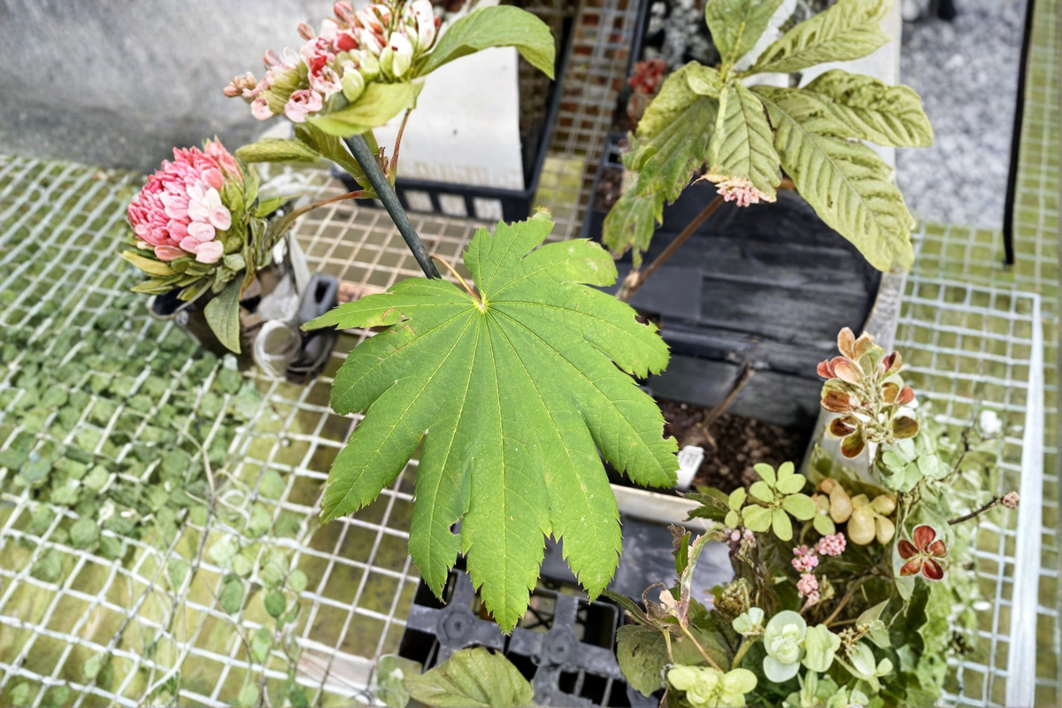 Japanese Maple ‘Attaryi’ Live Plant, 1 Gallon Pot, Red Foliage, Acer japonicum, Ornamental Garden Tree