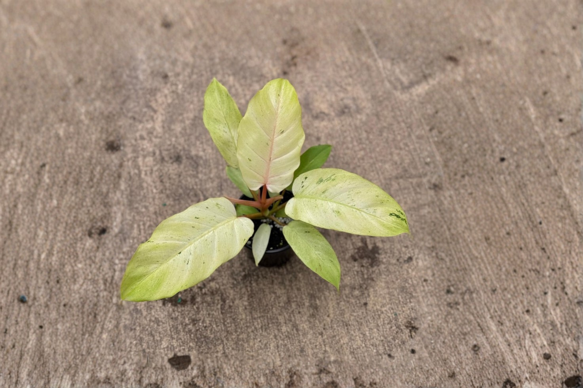 Philodendron Snowdrift Live Plant, 4-Inch Variegated White Leaf Tropical Houseplant