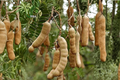 Tamarind Seeds 8 Pack – Tropical Fruit Tree Seeds for Indoor Outdoor Garden – Tamarindus indica