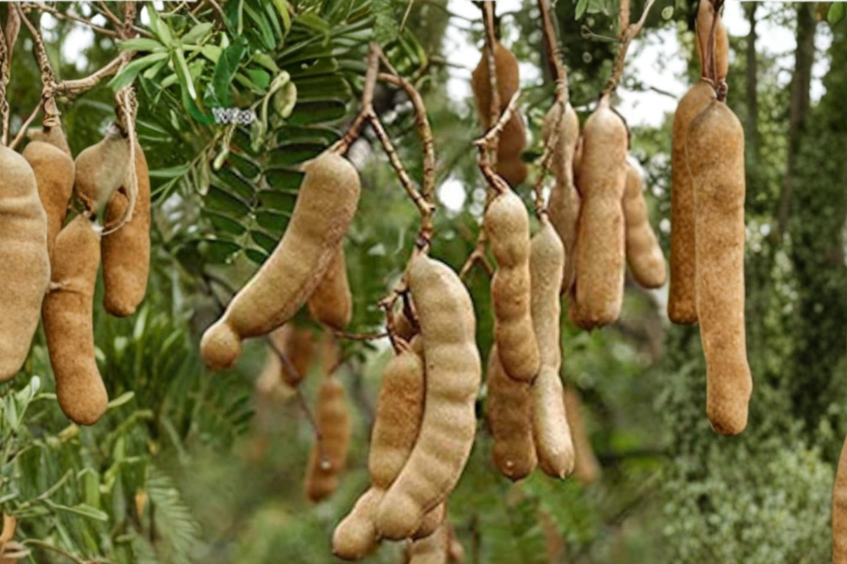 Tamarind Seeds 8 Pack – Tropical Fruit Tree Seeds for Indoor Outdoor Garden – Tamarindus indica