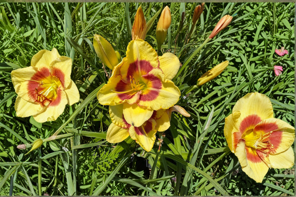 Daylily ‘Monterrey Jack’ Bare Root Plants – Dark Red Summer Blooming Perennial Hemerocallis