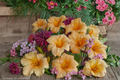 Apricot Sparkles Daylily Bare Root Plants – 3 Perennials, Apricot Flowers, Easy Care, Garden Border, Hemerocallis