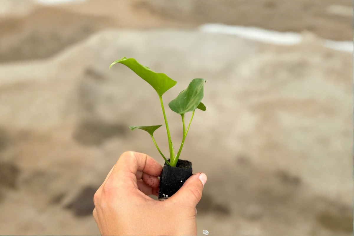 Philodendron Hope Live Plant – Starter 2-Inch Pot, Tropical Selloum Foliage, Indoor Houseplant, Thaumatophyllum bipinnatifidum