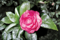 Japanese Camellia ‘Pink Princess’ Live Plant – 1 Gallon Pink Flowering Evergreen Shrub, Camellia japonica for Shade Gardens