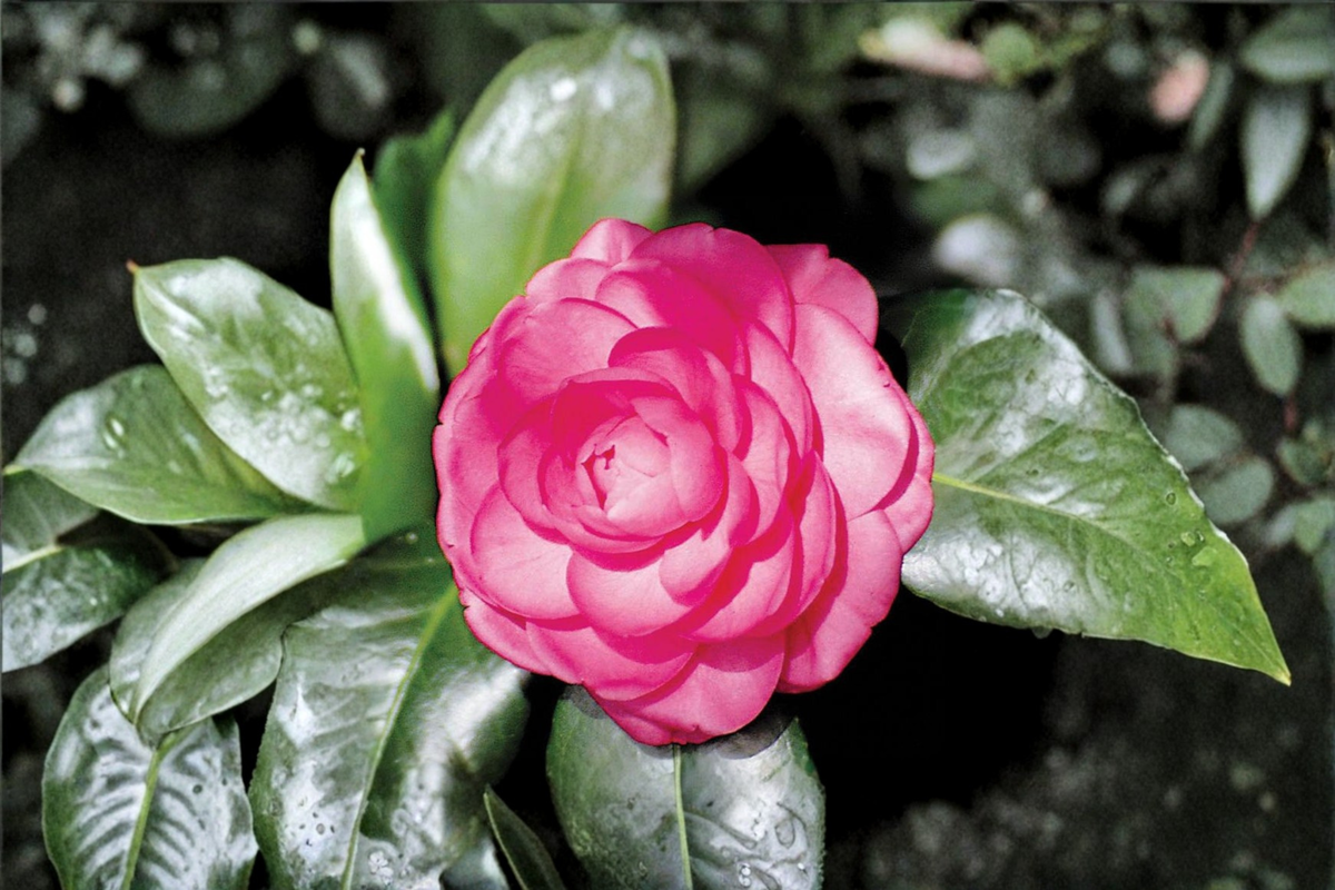 Japanese Camellia ‘Pink Princess’ Live Plant – 1 Gallon Pink Flowering Evergreen Shrub, Camellia japonica for Shade Gardens