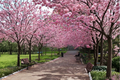Rare Japanese Sakura Cherry Tree Seeds – Prunus serrulata Pink Flowering Ornamental Tree, 3 Pack