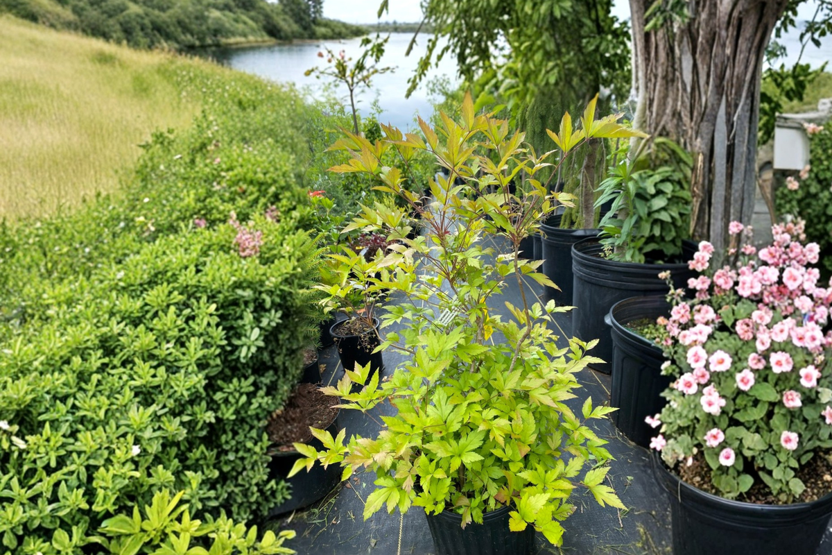 Yellowroot Shrub Live Plant 1-Gallon Pot, Native Groundcover, Shade Plant, Xanthorhiza simplicissima