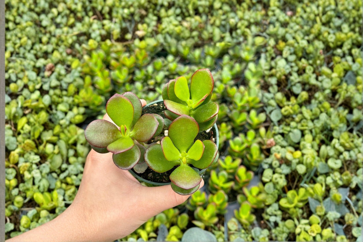 Live Jade Plant Bonsai Succulent – 4 Inch Rooted Crassula ovata Indoor Houseplant for Decor & Gift