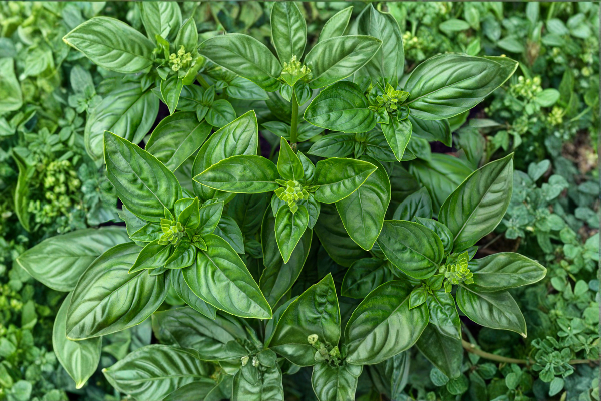 Greek Columnar Basil Live Plant, 3-6 Inch Organic Herb, Upright Compact Ocimum basilicum, Container Friendly, Free Shipping